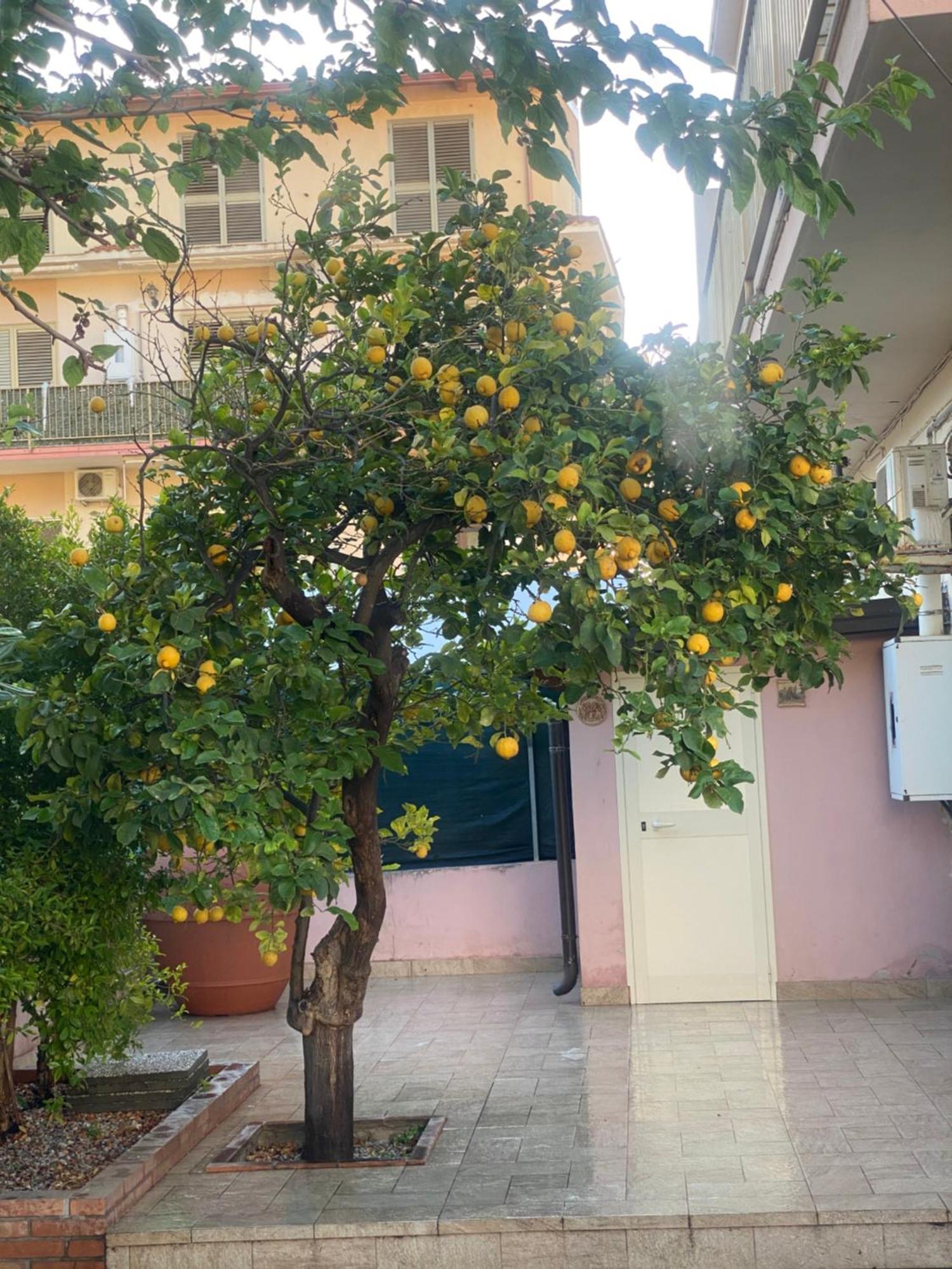 فيلا L'Albero Di Limoni Sul Mare Di Pizzo المظهر الخارجي الصورة