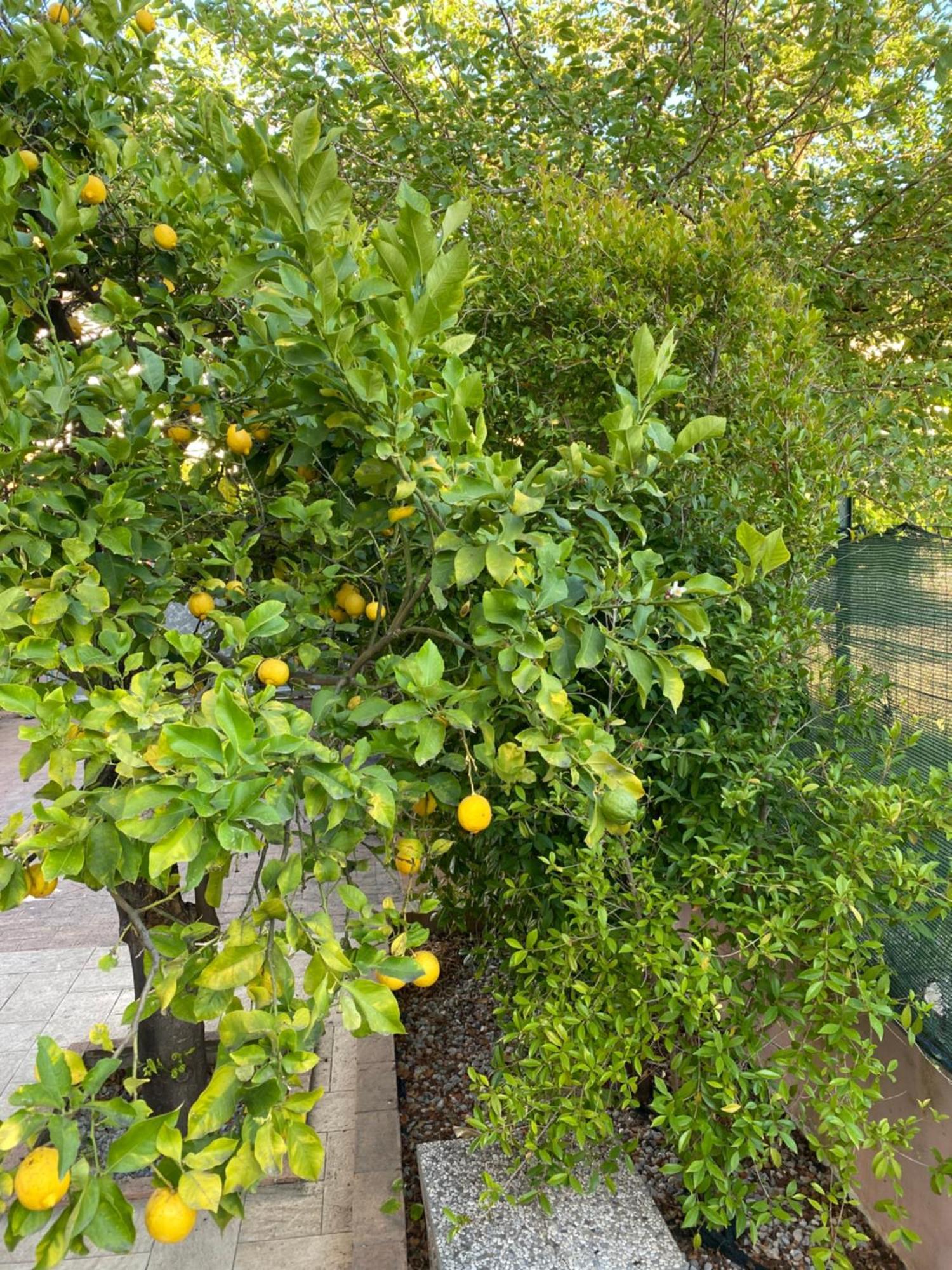 فيلا L'Albero Di Limoni Sul Mare Di Pizzo المظهر الخارجي الصورة